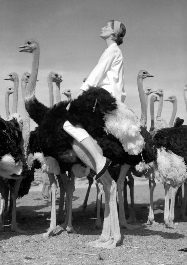 Wenda Parkinson posting ostriches, South Africa, Vogue, photo by Norman Parkinson, 1951.