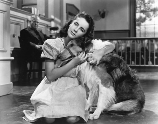 Elizabeth Taylor in film Lassie Come Home 