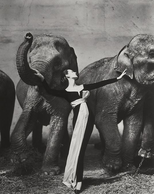 Dovima and elephants photo by richard avedon 1955, with dovima wearing black christion dior dress designed by yves saint laurent
