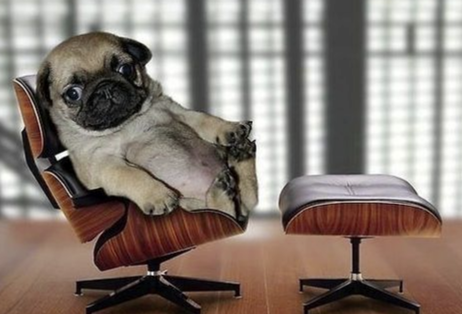 The cuttiest mini pug dog sitting on a chair relaxing